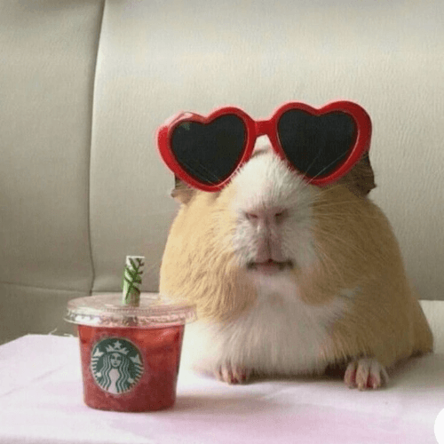 aaaa