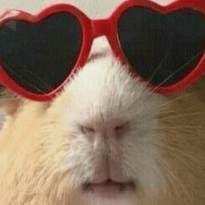 bunny